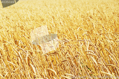 Image of golden wheat field