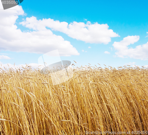 Image of golden wheat field
