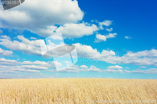 Image of golden wheat field