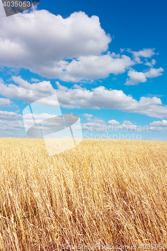 Image of golden wheat field