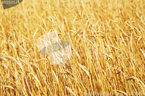 Image of golden wheat field