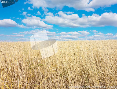 Image of golden wheat field