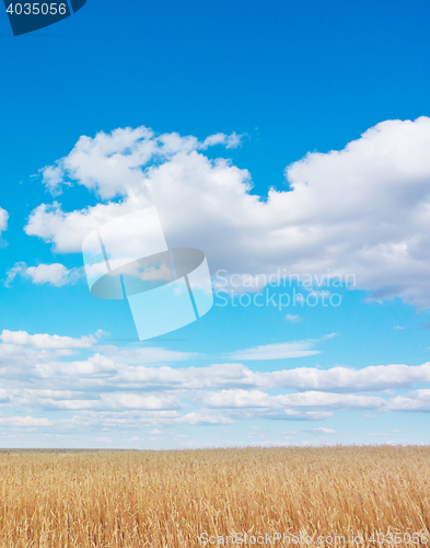 Image of golden wheat field