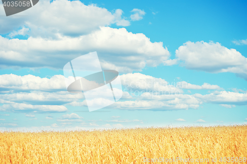 Image of golden wheat field