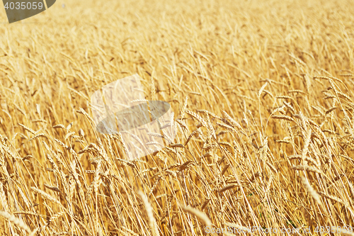 Image of golden wheat field