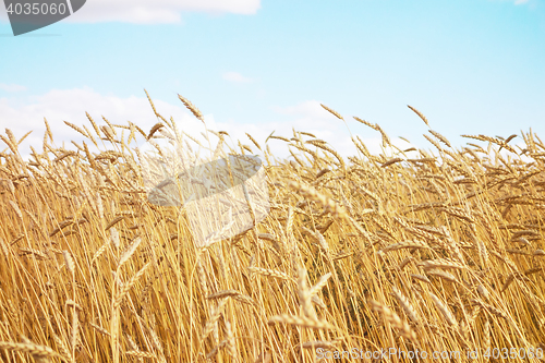 Image of golden wheat field