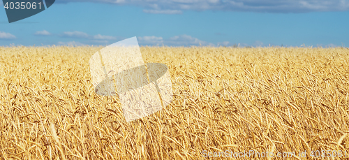 Image of golden wheat field