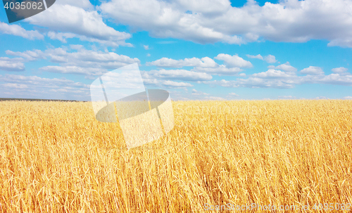 Image of golden wheat field