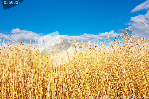 Image of golden wheat field