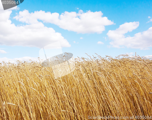 Image of golden wheat field