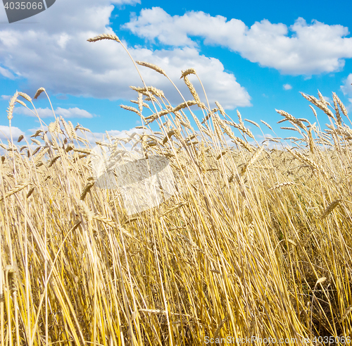 Image of golden wheat field