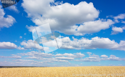 Image of golden wheat field