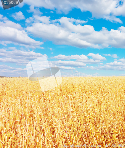 Image of golden wheat field