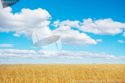 Image of golden wheat field