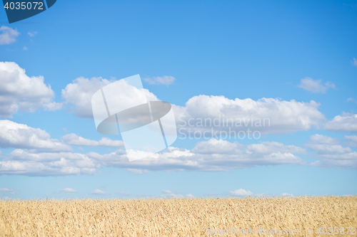 Image of golden wheat field