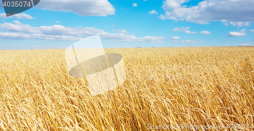 Image of golden wheat field