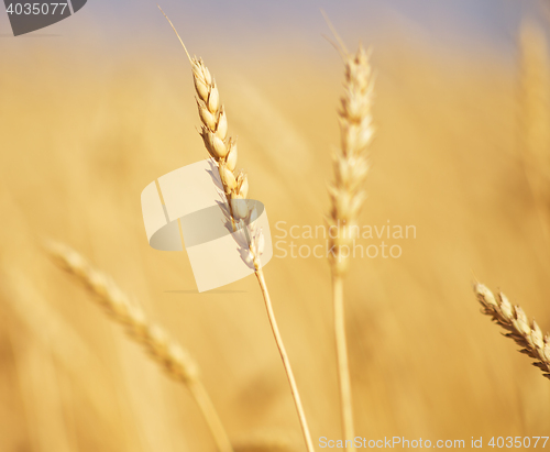 Image of golden wheat ear