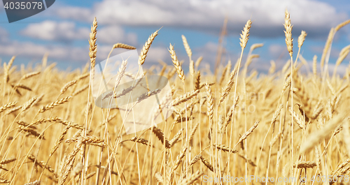 Image of golden wheat field