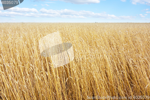 Image of golden wheat field