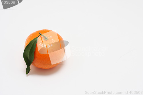 Image of mandarin on white