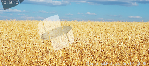 Image of golden wheat field