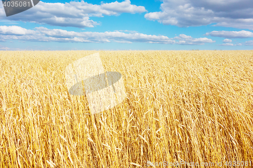 Image of golden wheat field