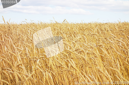 Image of golden wheat field