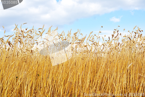 Image of golden wheat field