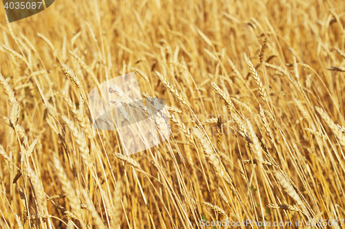 Image of golden wheat field