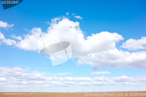 Image of golden wheat field