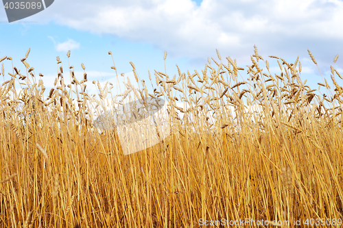 Image of golden wheat field
