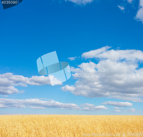 Image of golden wheat field