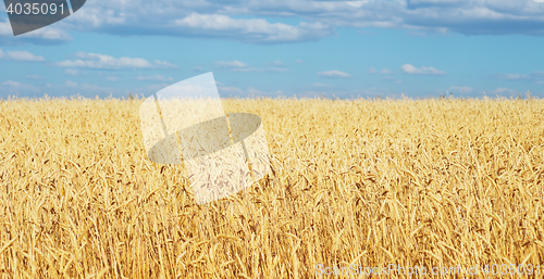 Image of golden wheat field