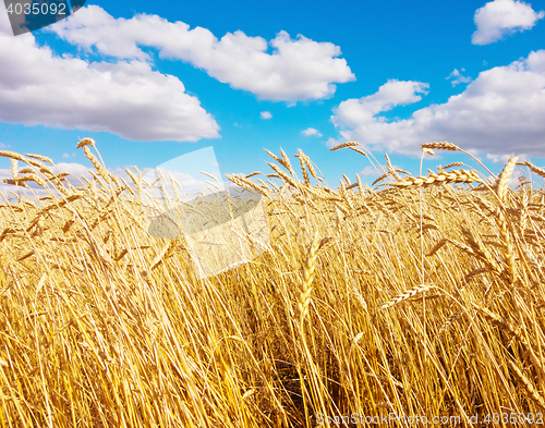 Image of golden wheat field