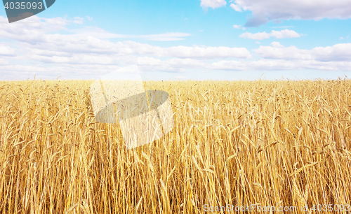 Image of golden wheat field