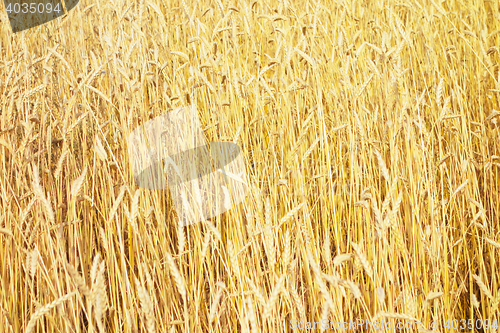 Image of golden wheat field