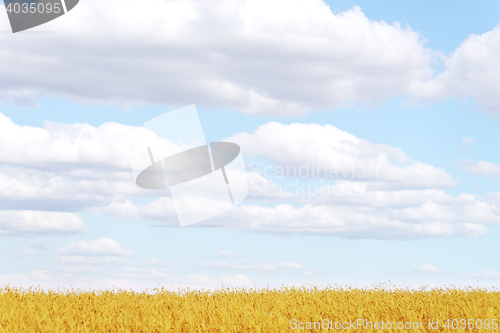 Image of golden wheat field