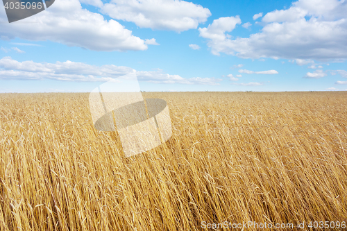 Image of golden wheat field