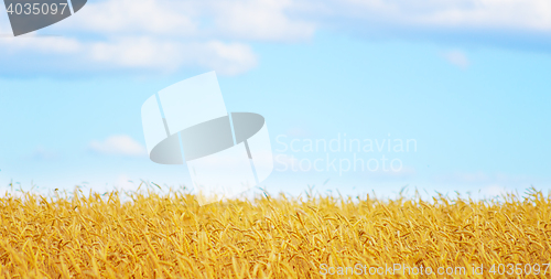 Image of golden wheat field