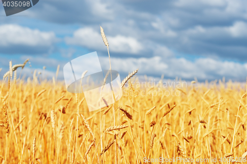 Image of golden wheat field