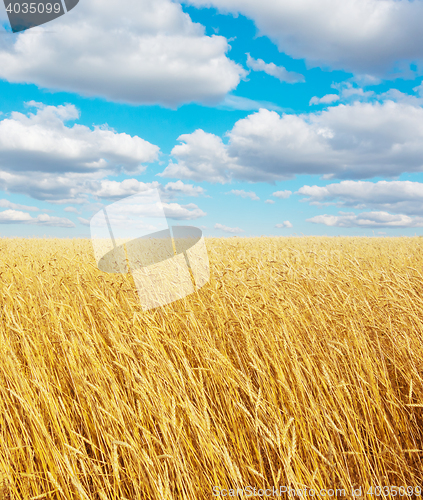 Image of golden wheat field