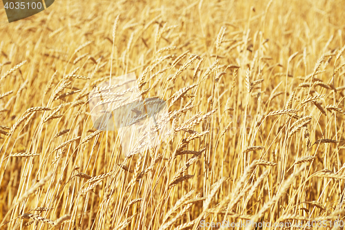 Image of golden wheat field