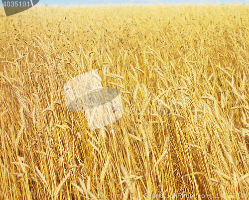 Image of golden wheat field