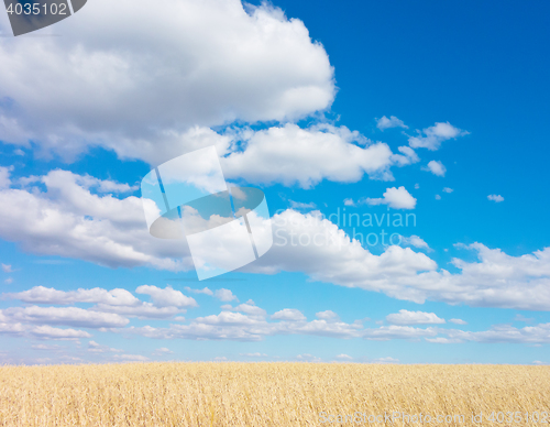 Image of golden wheat field