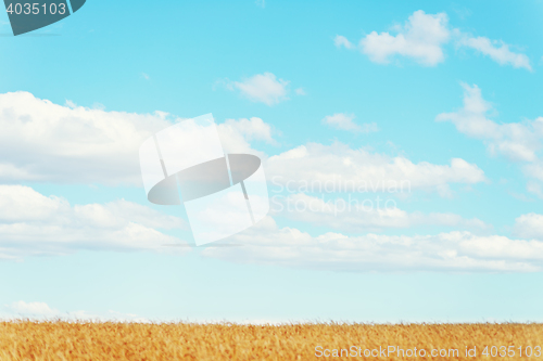 Image of golden wheat field