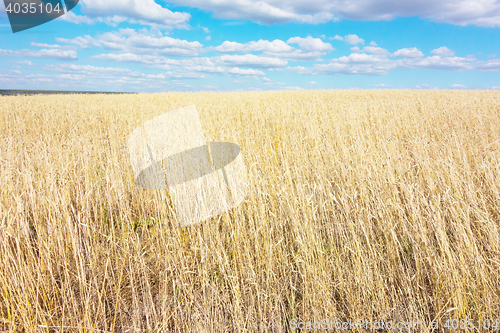 Image of golden wheat field