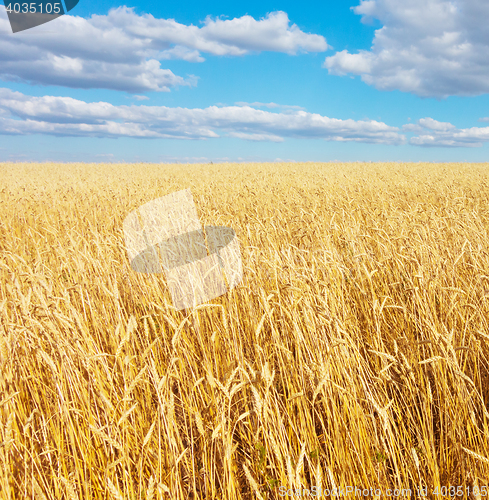 Image of golden wheat field