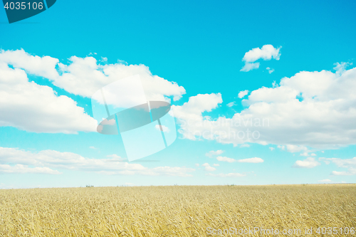 Image of golden wheat field