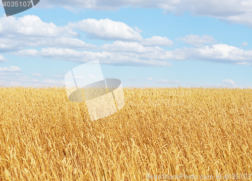 Image of golden wheat field