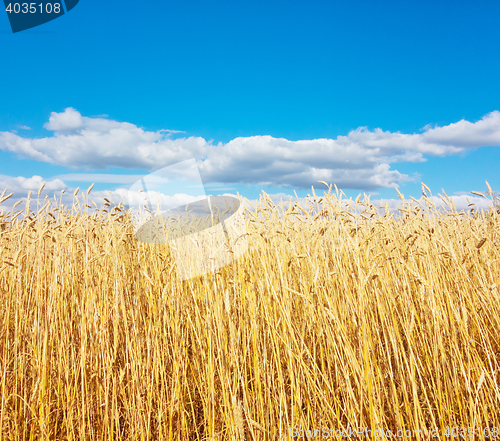 Image of golden wheat field